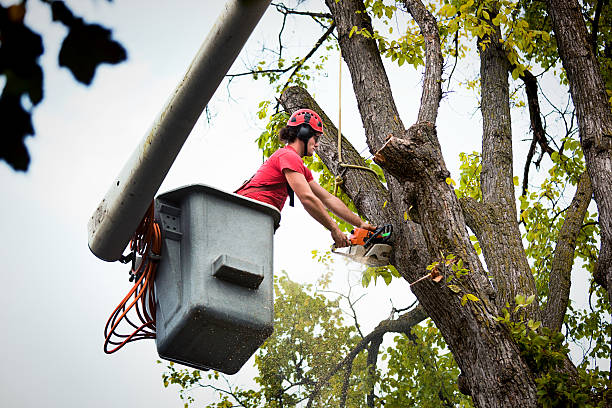 Why Choose Our Tree Removal Services in Riverview, MO?