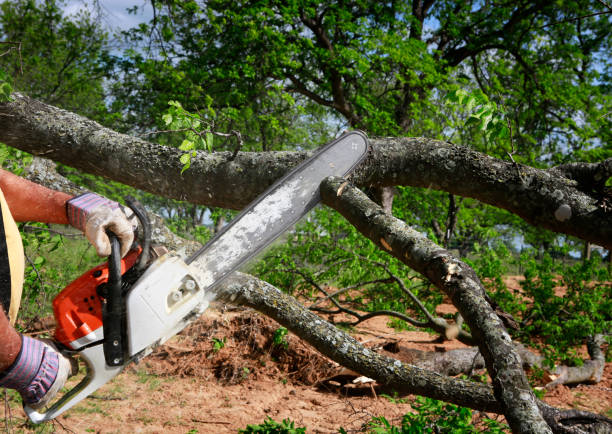 Trusted Riverview, MO Tree Services Experts